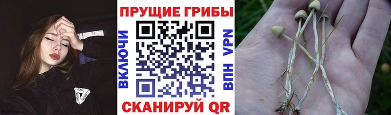 Псилоцибиновые грибы Psilocybine cubensis  Оренбург 